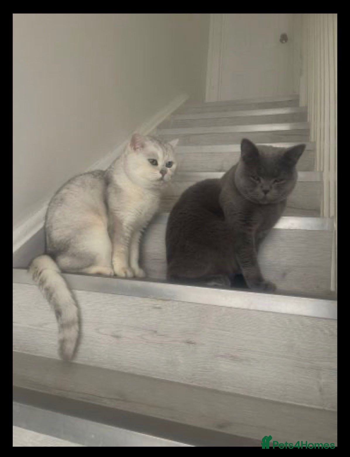 British Shorthair cats  Silver British Shorthair kittens, unique coloring - Advert 1