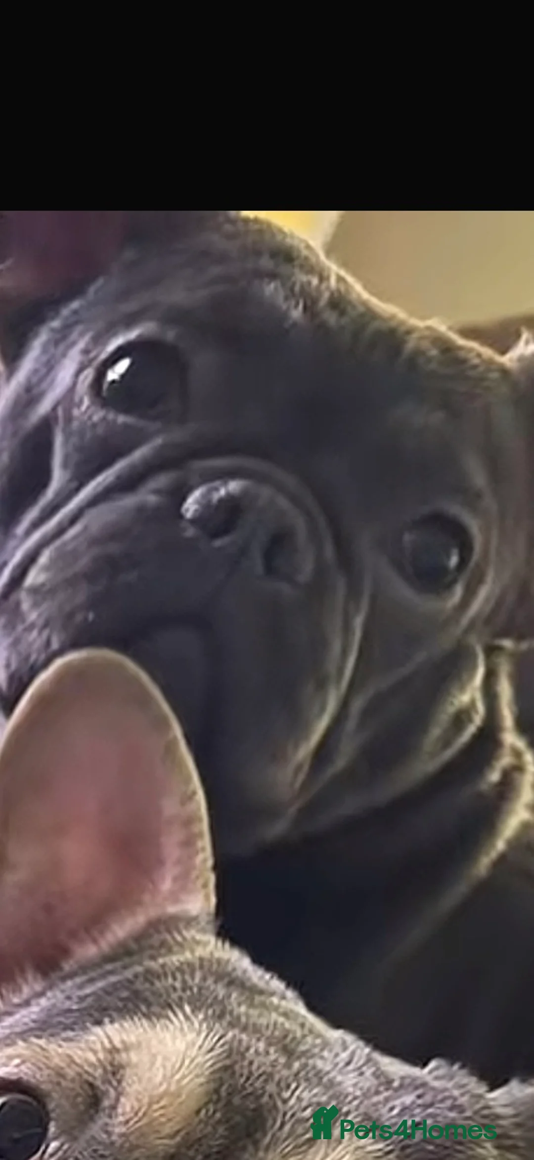 French Bulldog dogs for sale: French bull dog female  in Aylesbury - Advert 1
