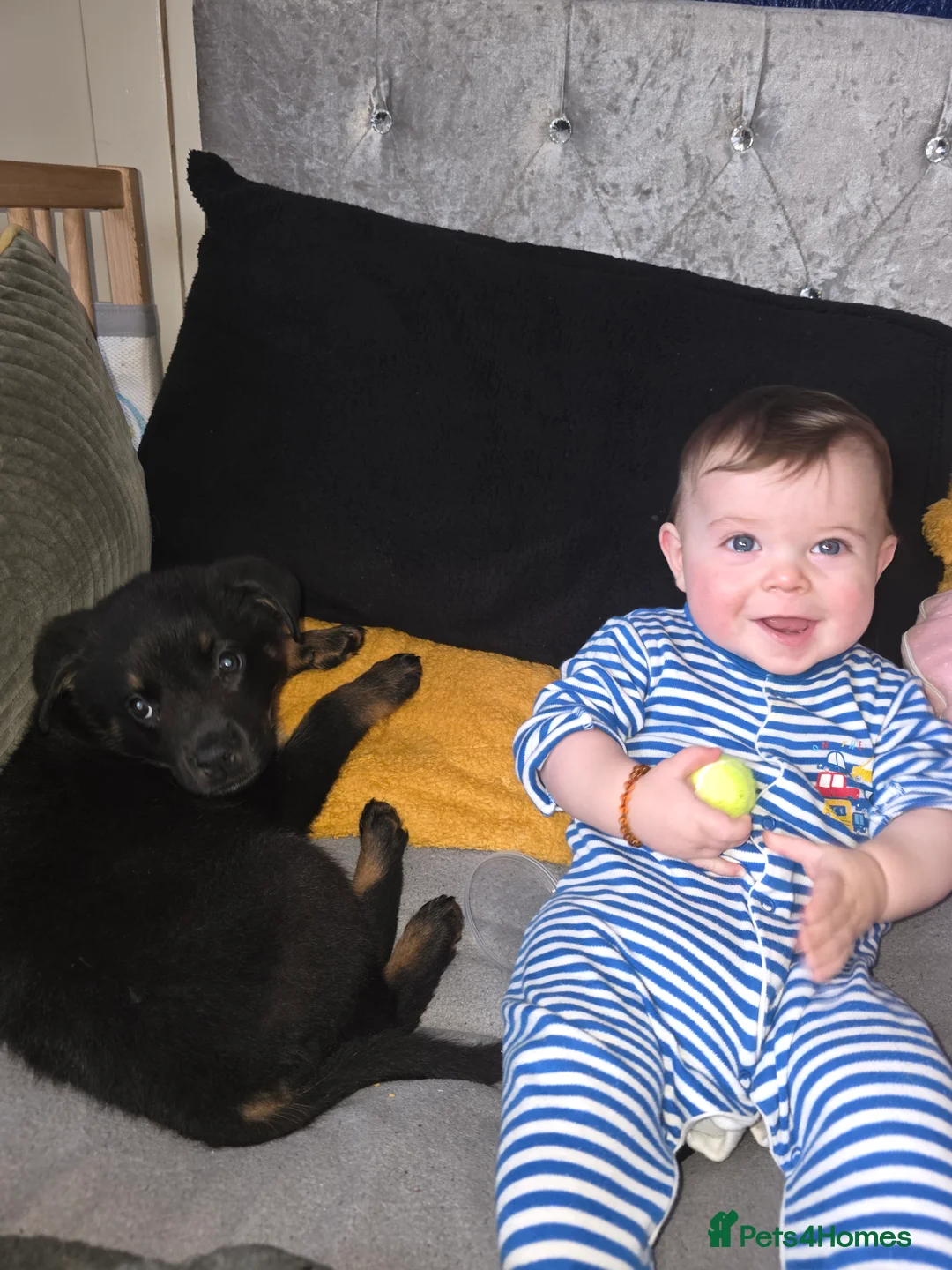 Mixed Breed dogs for sale: Beautiful pup looking for forever sofa  - Advert 5