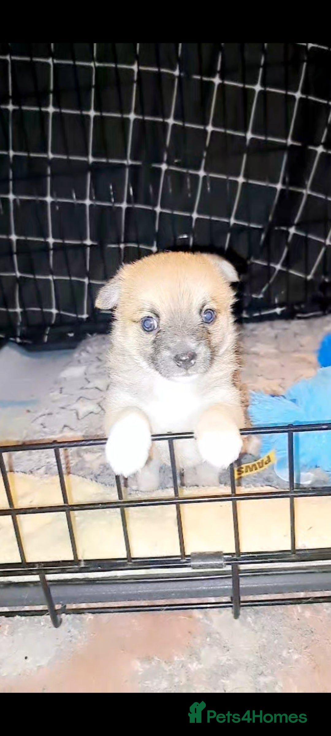 Pomchi dogs for sale: beautiful 5week old pomchi girl puppy  - Image 2