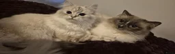 Ragdoll cats for sale: 3 Beautiful Ragdoll Kittens - Advert 4