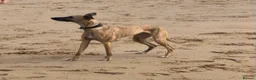 Whippet dogs for sale: 6th Generation Pedigree Whippets - Advert 12