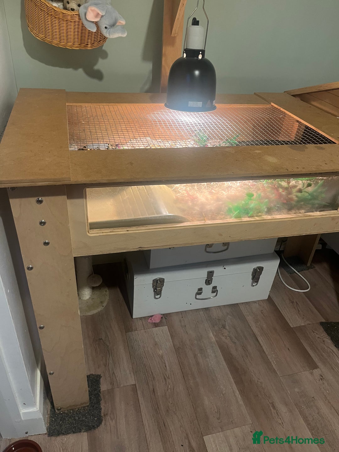 Tortoise reptiles for sale: Horsfield Tortoise - Advert 10