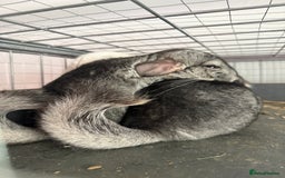 Chinchilla rodents for sale: 3 Chinchillas (family) - Image 10