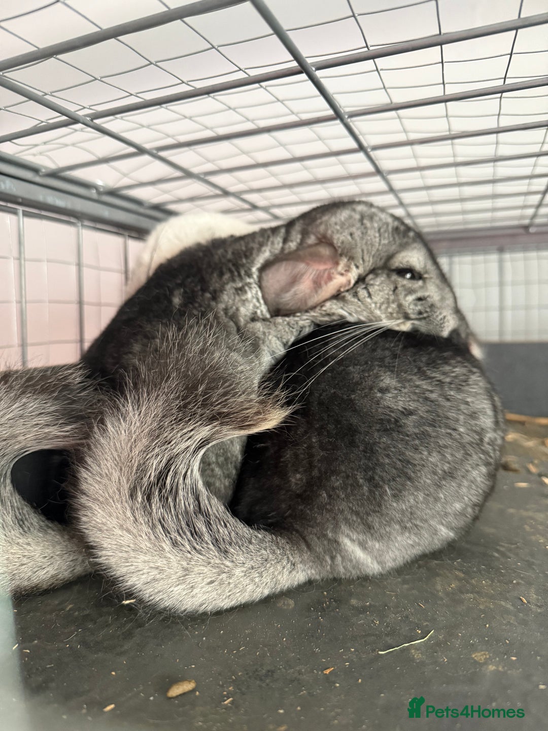 Chinchilla rodents for sale: 3 Chinchillas (family) - Image 10