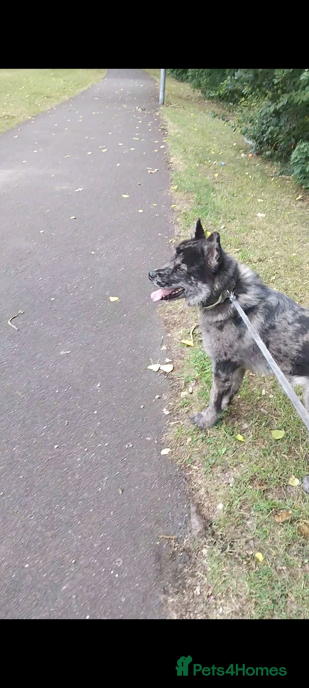 Mixed Breed dogs for sale: 17 month old chow chow x malamute  - Image 5