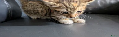 Tabby 1 - Cupcake
