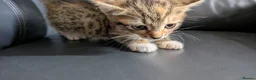 Mixed Breed cats for sale: Mother Cat and 3 Kittens Available in Oldbury - Advert 7
