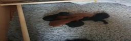 Mixed Breed dogs for sale: Labradoodle x Sproodle - Advert 6