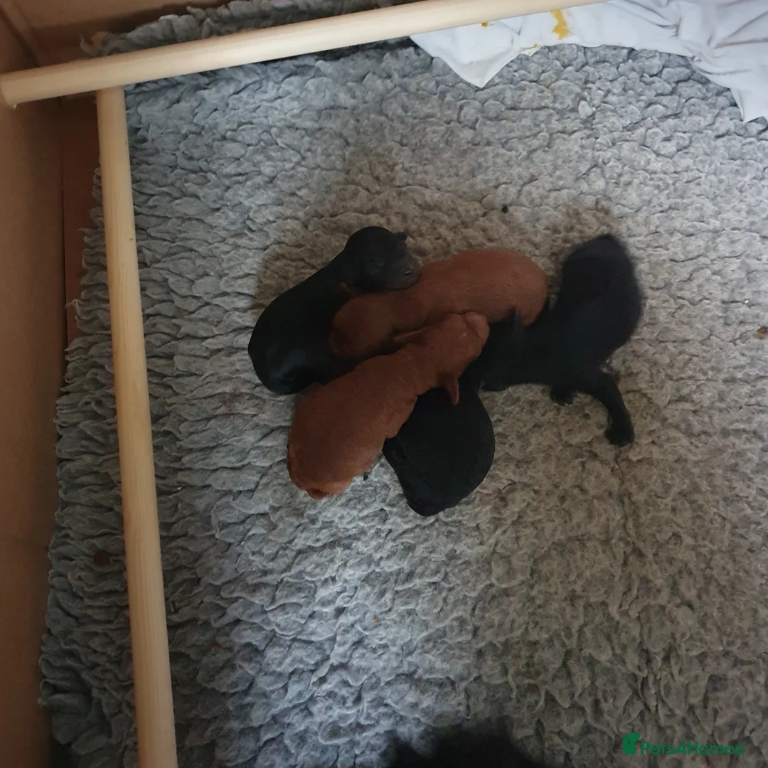 Mixed Breed dogs for sale: Labradoodle x Sproodle - Advert 6