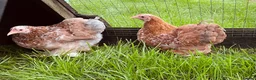 Chickens poultry for sale: Pekin bantam girls  in Malvern - Advert 3