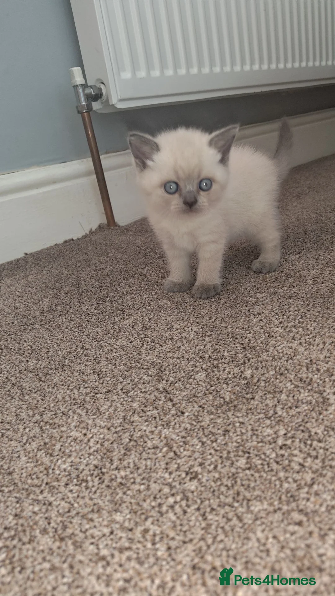 British Shorthair cats for sale: British Shorthair  - Advert 2
