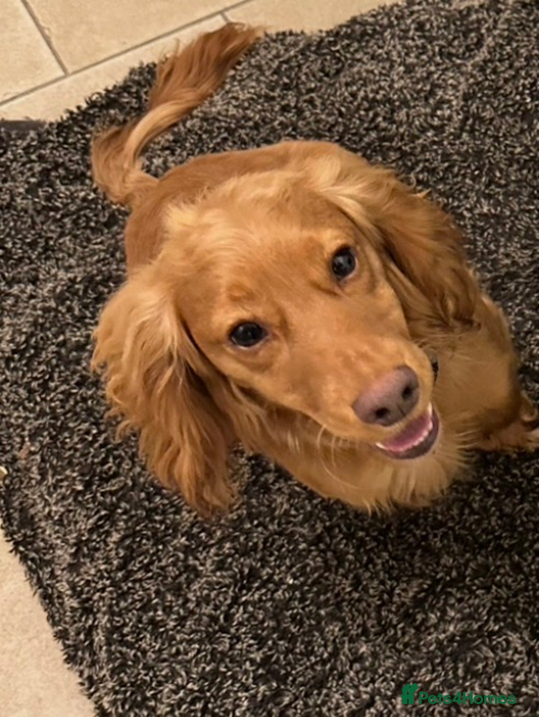 Cocker Spaniel dogs for sale: Red Cocker spaniel male  - Advert 4