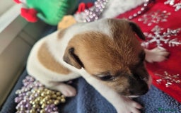 Parson Russell dogs for sale: Parsons terrier 3 boys 1 girl - Advert 5