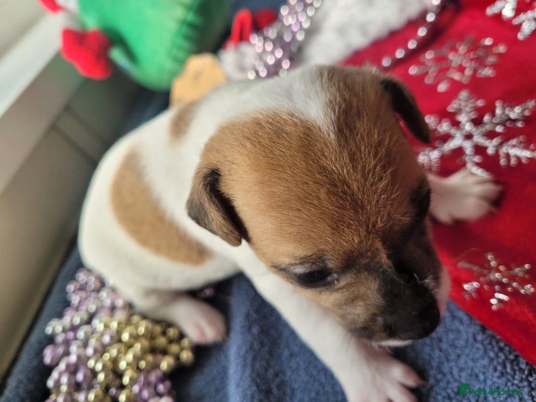 Parson Russell dogs for sale: Parsons terrier 3 boys 1 girl - Advert 5