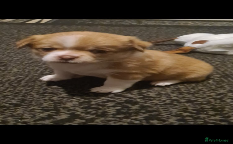 Mixed Breed dogs - Advert 1
