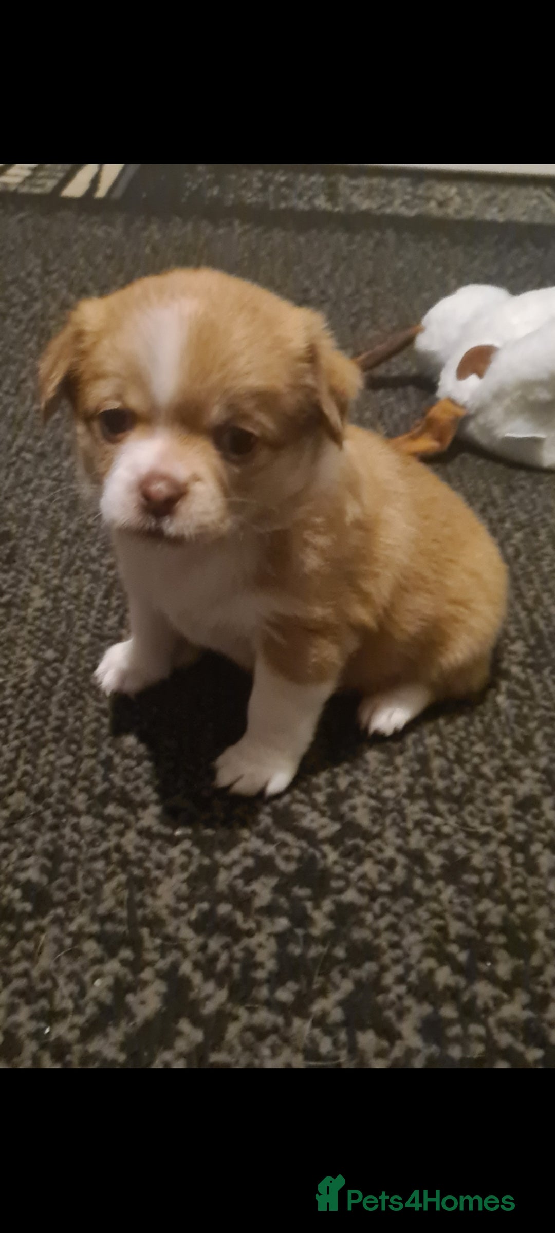 Mixed Breed dogs for sale: Pomchi x shih-tzu/ chihuahua  - Image 1