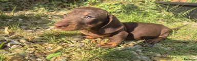 Chocolate & Tan Miniature Dachshund Boy 2