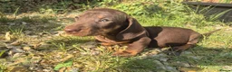 Dachshund dogs for sale: Chocolate & Tan Miniature Dachshund plus more - Advert 31
