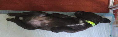 Sprocker 3