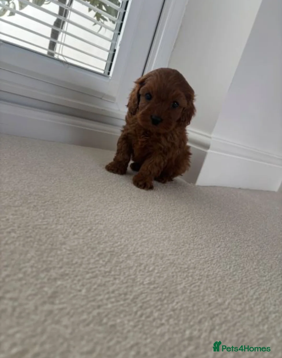 Cockapoo dogs for sale: Beautiful Cockapoo Puppies 3 Available 6 Weeks Old in Manchester - Advert 2