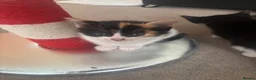 Mixed Breed cats for sale: Beautiful kittens!!  - Advert 17