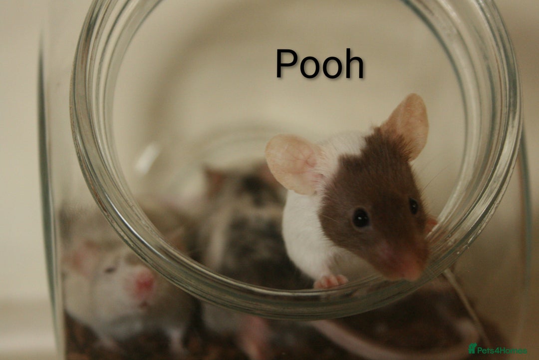 Mouse rodents for sale: 🐭 Female Mice Available for Adoption 🐭 - Advert 2