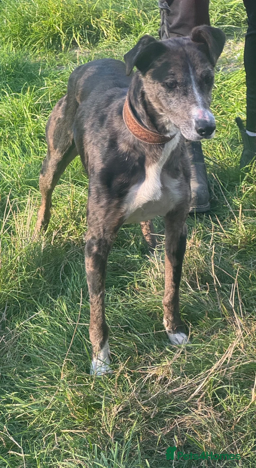 Lurcher dogs for stud: 🔥Proven Stud Dog Available Top Working Lurcher 🔥 - Advert 2