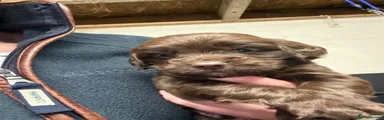 Cocker Spaniel 2