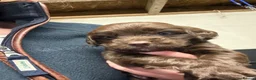 Cocker Spaniel dogs for sale: Cocker spaniel puppies - Advert 2
