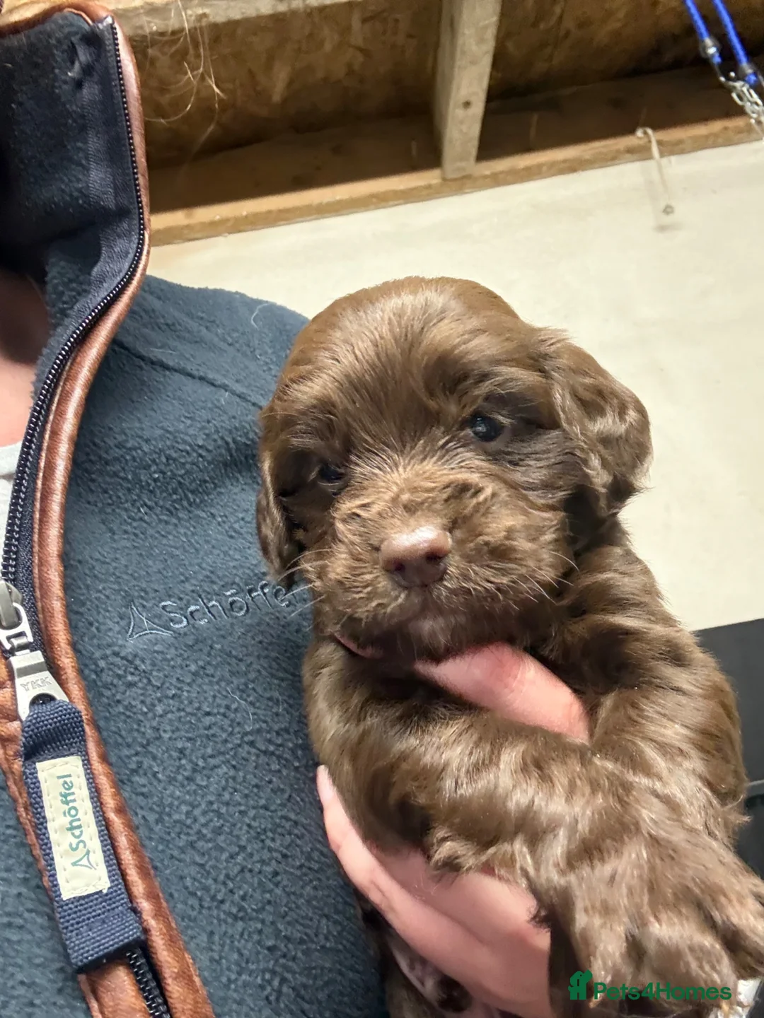Cocker Spaniel dogs for sale: Cocker spaniel puppies - Advert 2