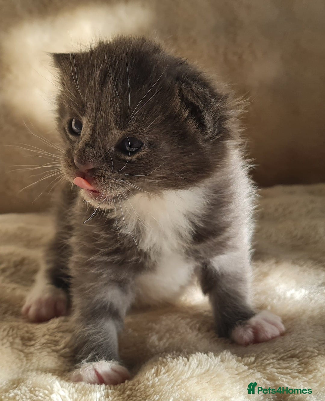 Maine Coon cats for sale: MAINE COONE KITTENS POLYDACTYL&NON POLYDACTYL   - Advert 15