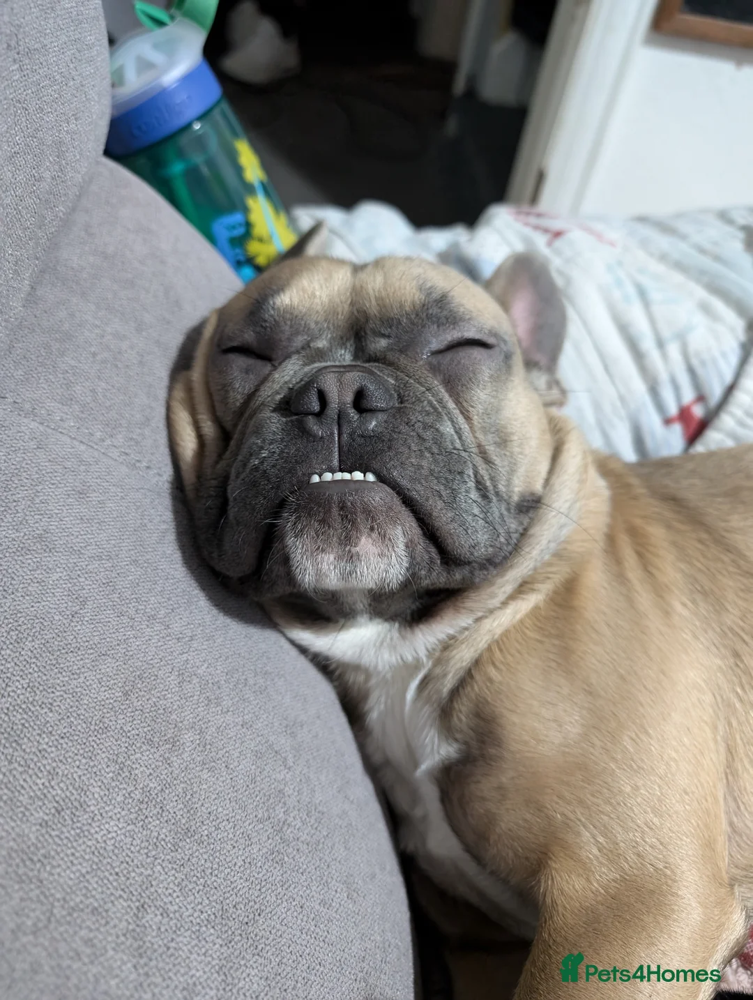 French Bulldog dogs for sale: French bulldog  - Advert 2