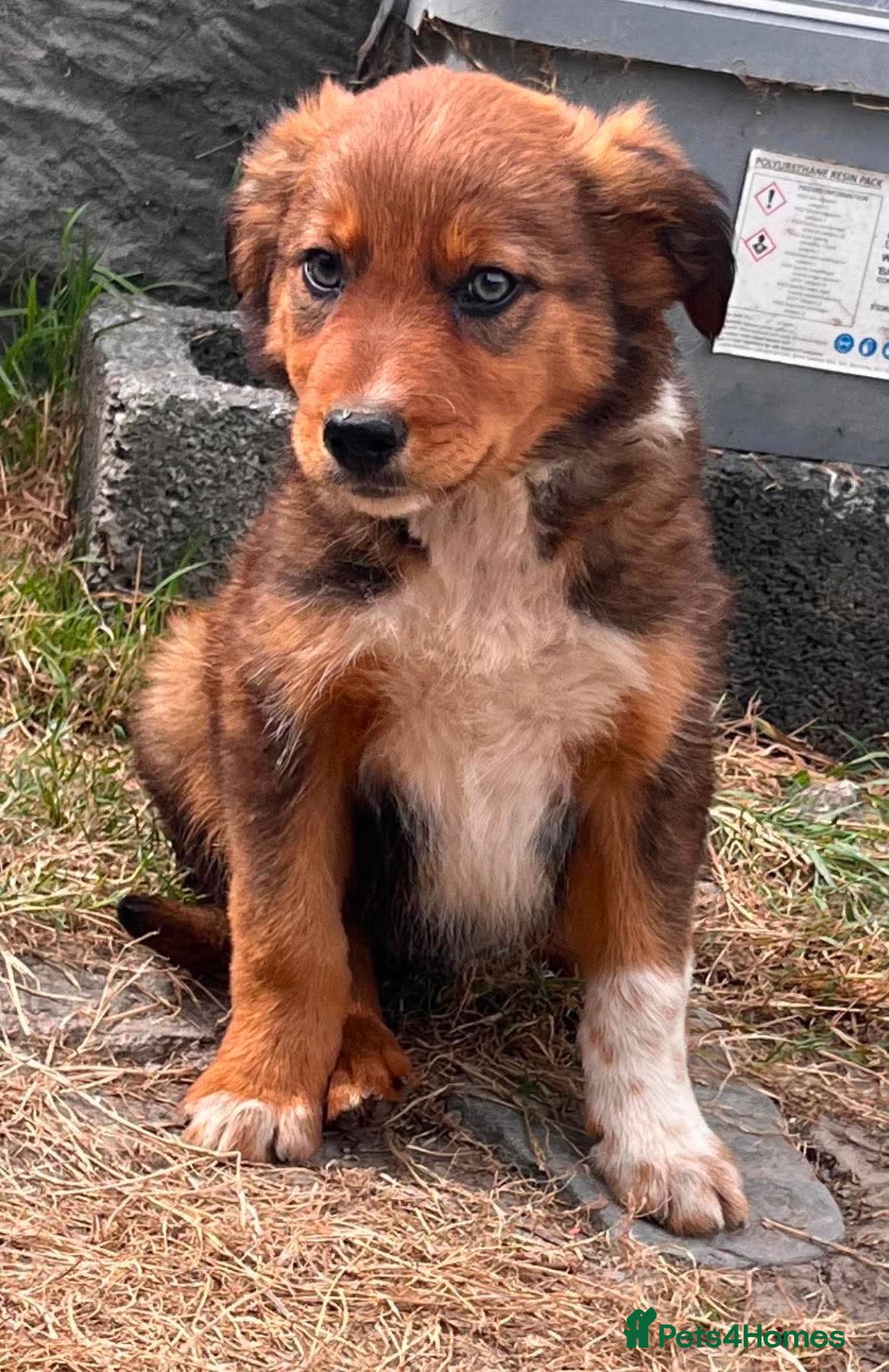 Mixed Breed dogs 9 stunning pups - Advert 1