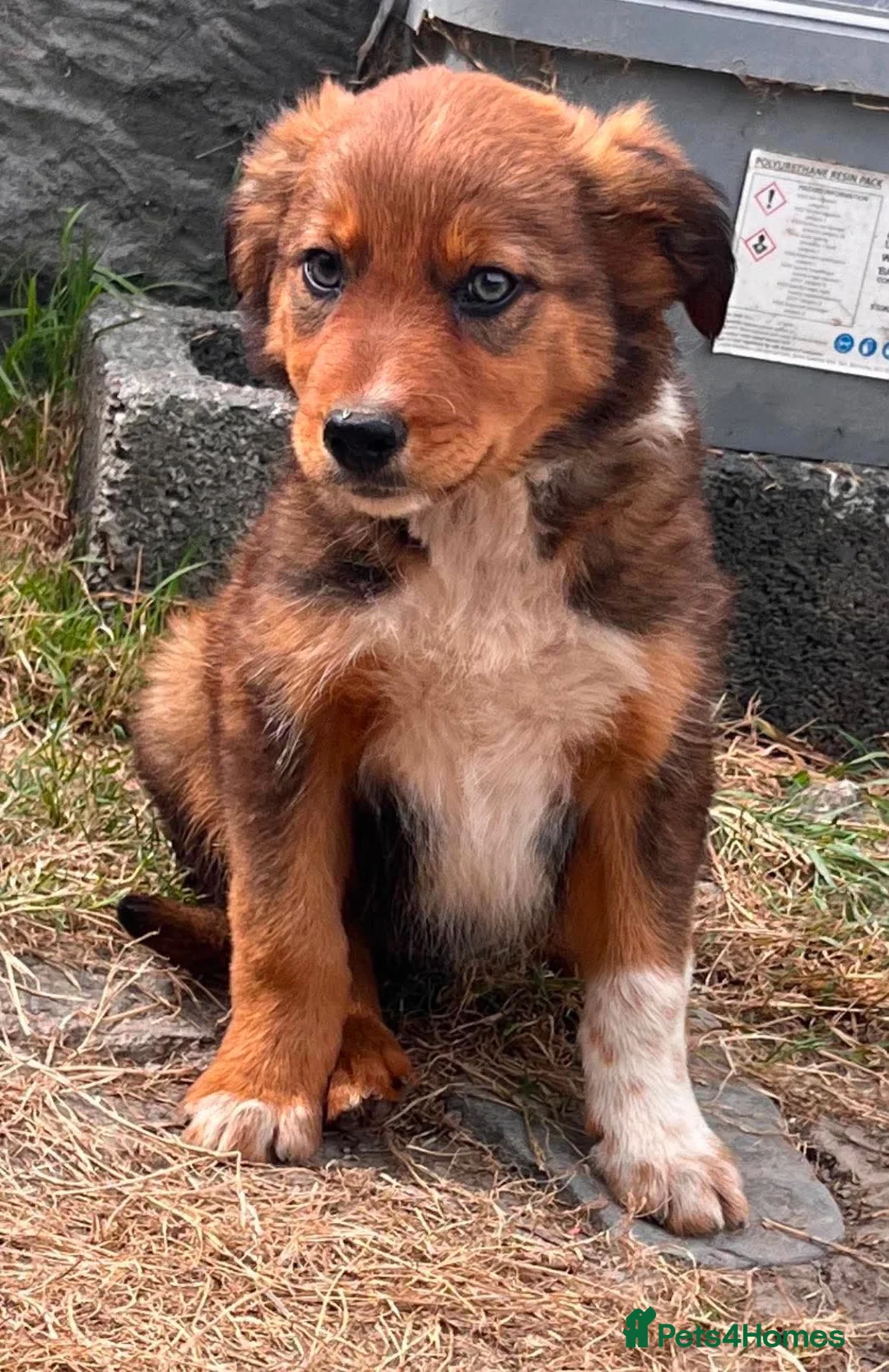 Mixed Breed dogs for sale: 9 stunning pups - Advert 1