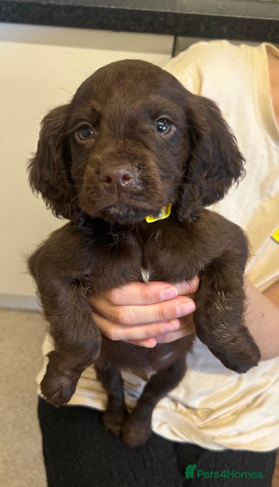 Cocker Spaniel dogs Wokeing cocker spaniels - Advert 4