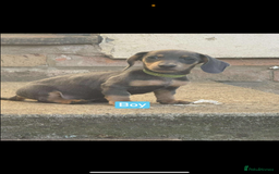 Miniature Dachshund dogs for sale: Miniature Dachshunds  - Image 2