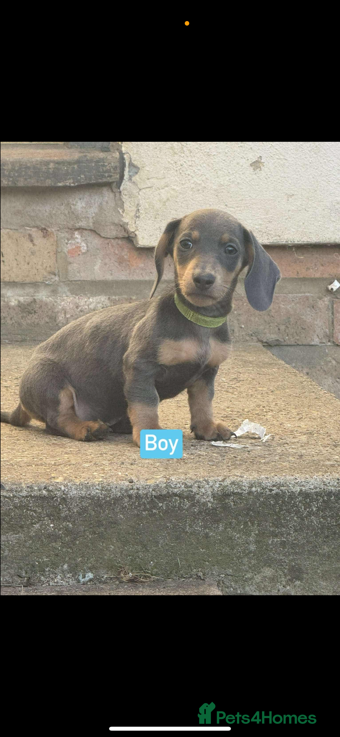 Miniature Dachshund dogs for sale: Miniature Dachshunds  - Image 2