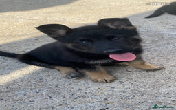 German Shepherd dogs for sale: German shepherd  - Image 18