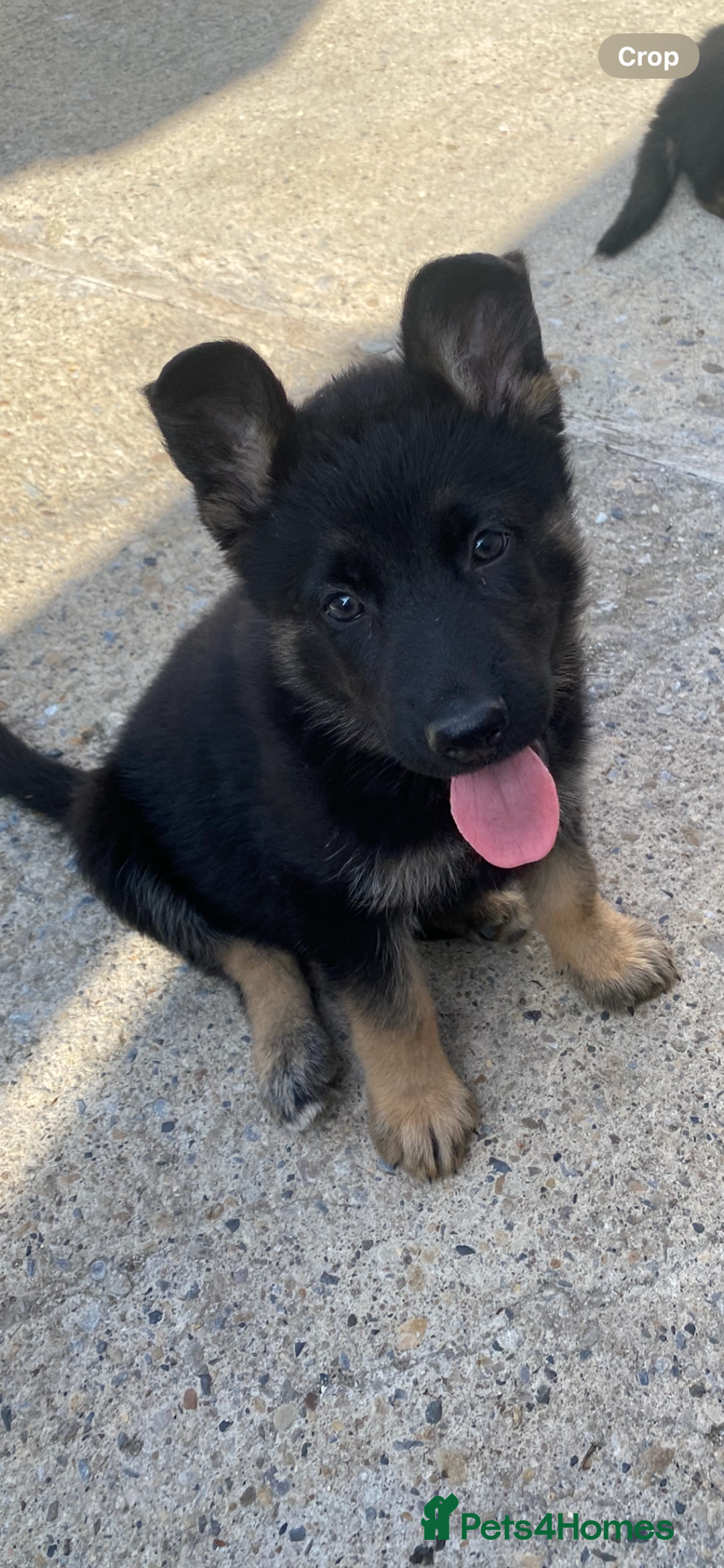 German Shepherd dogs for sale: German shepherd  - Image 18