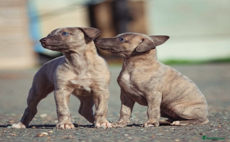 Whippet dogs - Advert 1