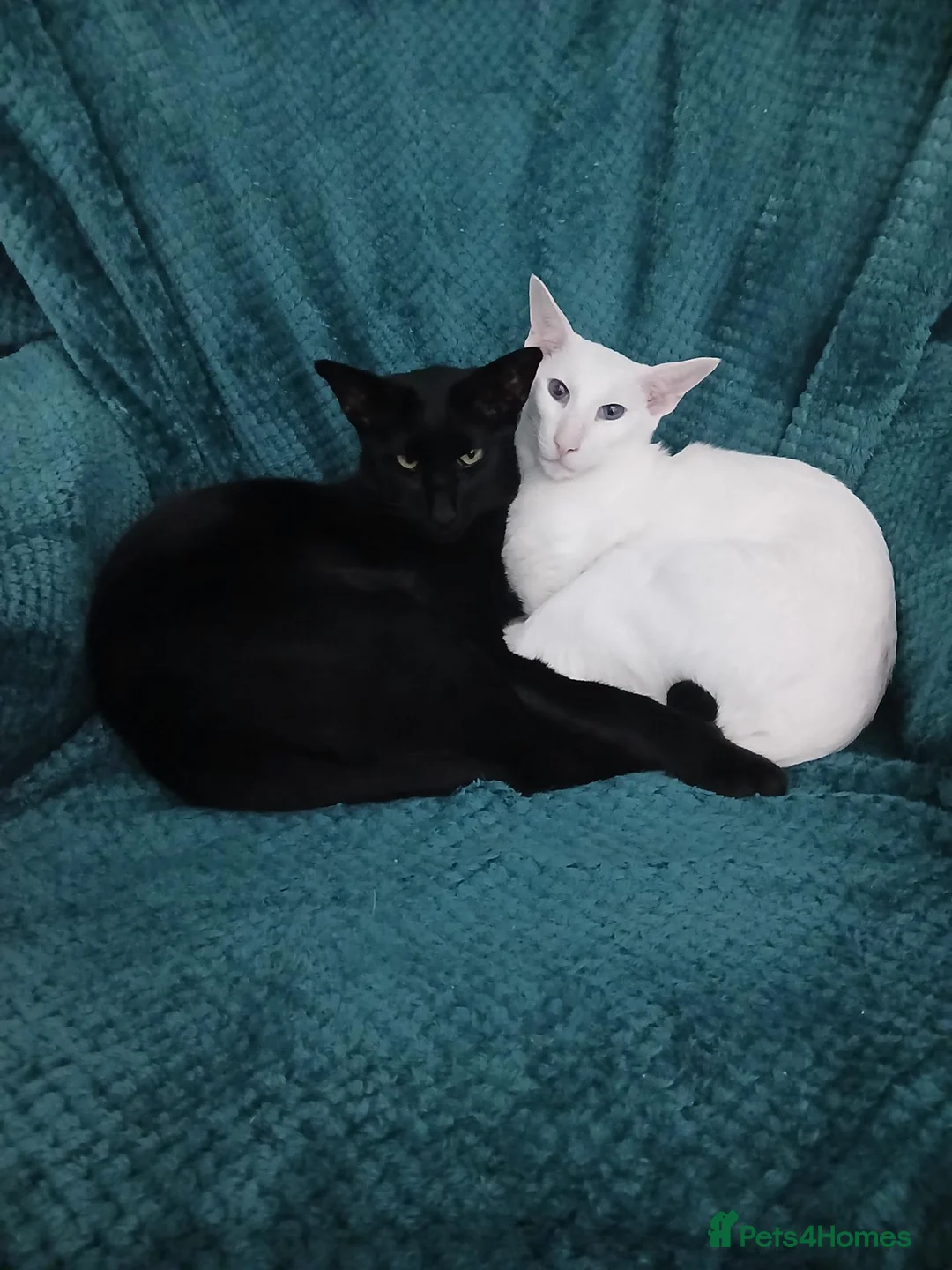 Oriental cats for sale: BEAUTIFUL PANTHER BLACK ORIENTAL PEDIGREE CAT - Advert 2