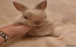 Netherland Dwarf rabbits for sale: Five Litters Of Netherland Dwarf Babies - Image 2