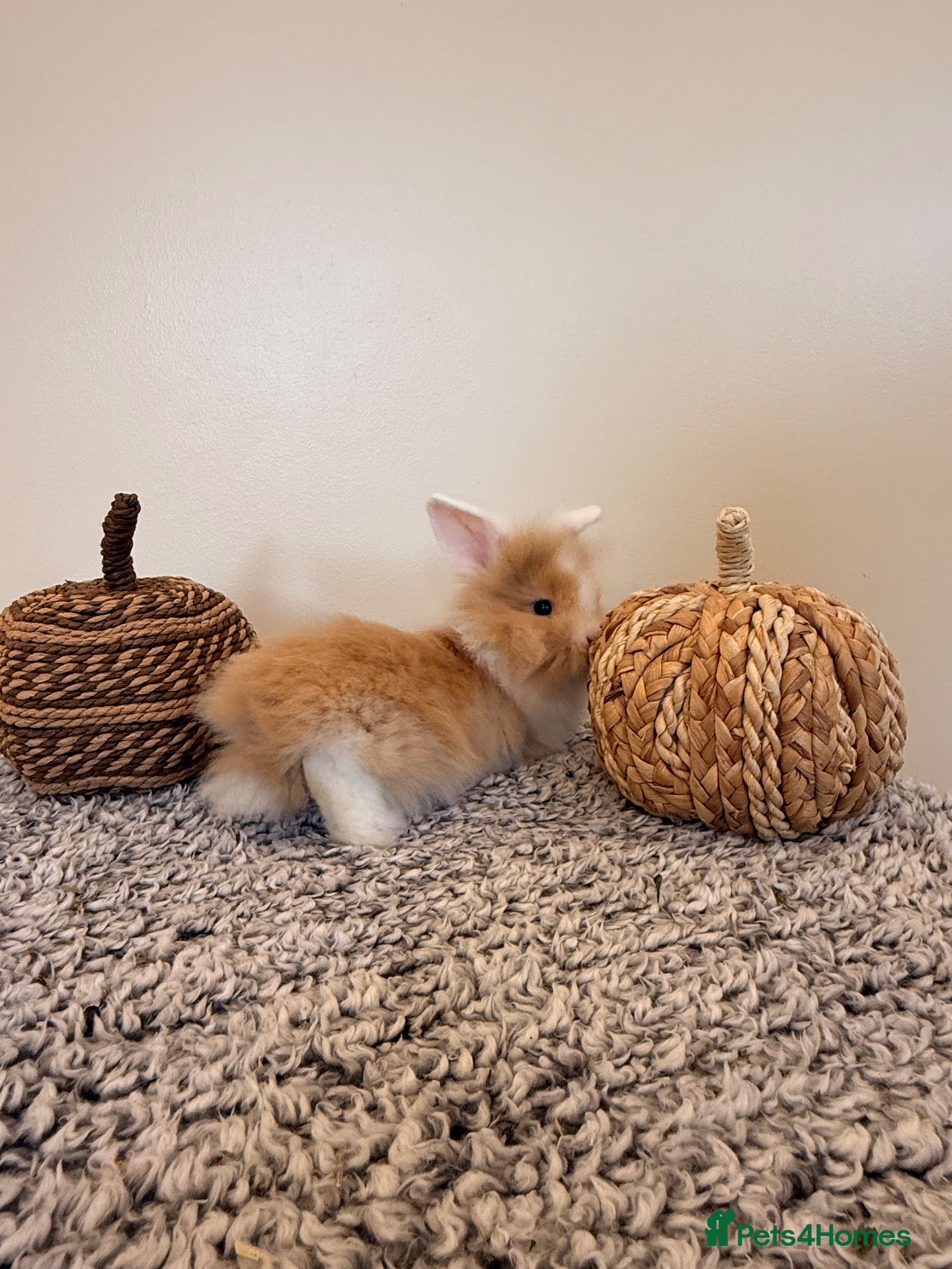 Mini Lion Lop rabbits Two girls left🎃🐰 - Advert 3