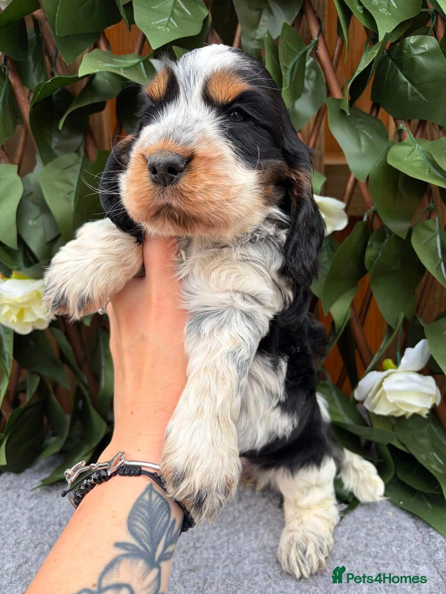 Cocker Spaniel dogs serbia line quality show cocker pups - Advert 3