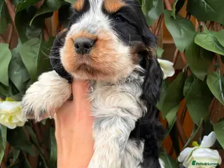 Cocker Spaniel dogs serbia line quality show cocker pups - Advert 3