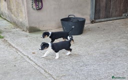 Border Collie dogs for sale: Farm Reared Border Collie Pups - Image 4