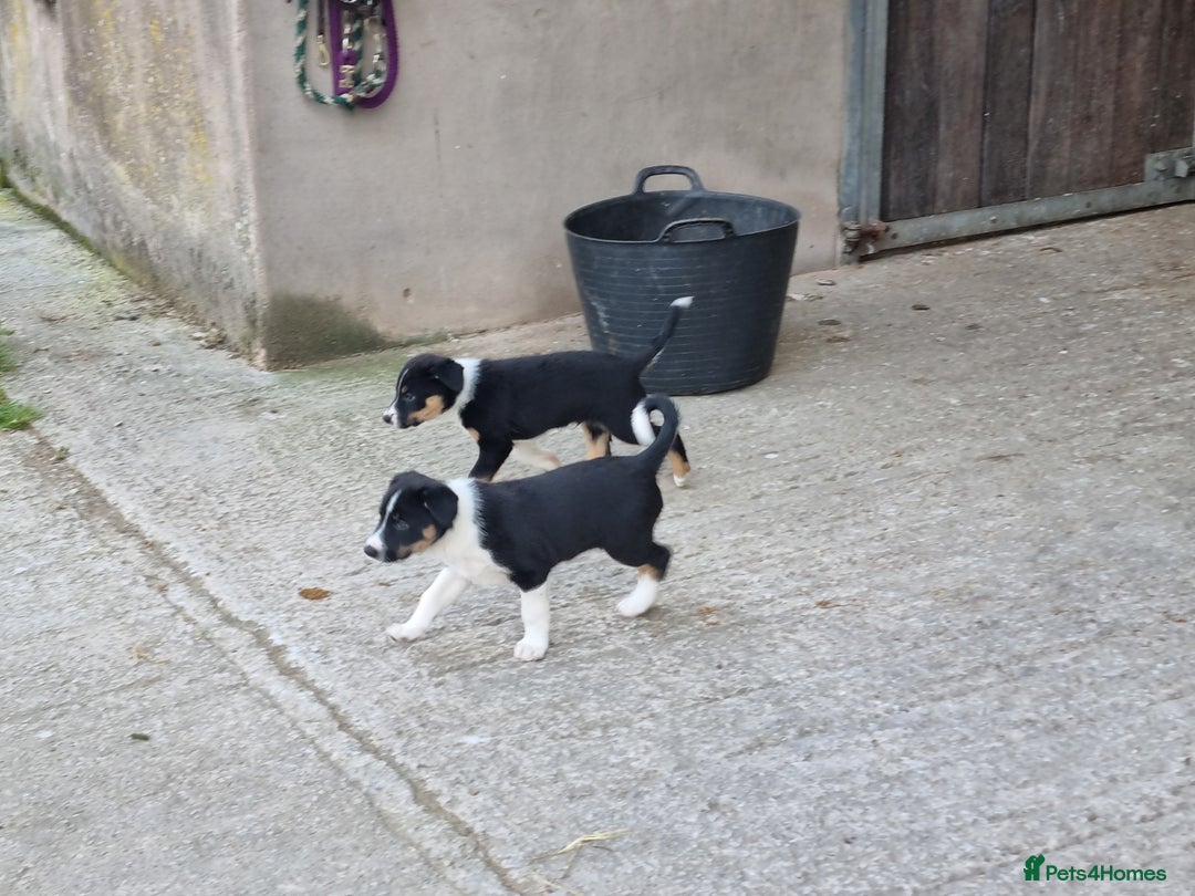 Border Collie dogs for sale: Farm Reared Border Collie Pups - Image 4