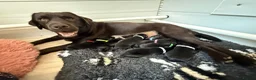 Labrador Retriever dogs for sale: LABRADOR RETRIEVER PUPPIES – HEALTH TESTED in Hull - Advert 2