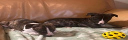 Whippet dogs for sale: Whippet pups - Advert 3